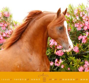 Pferdekalender-1-300x281  