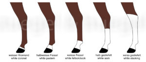 Abzeichen-Pferdebein-horse-leg-markings-2-300x128 