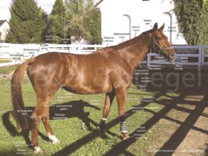 Perdeanatomie-Deutsch-English-horse-anatomy-300x225  
