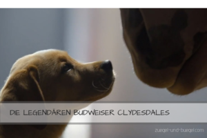 Budweiser-Clydesdales-Werbespot-300x200  