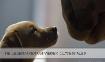 Budweiser Clydesdales Werbespots
