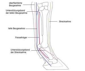 Pferdebein-Anatomie-Sehnen-und-Baender--300x250  