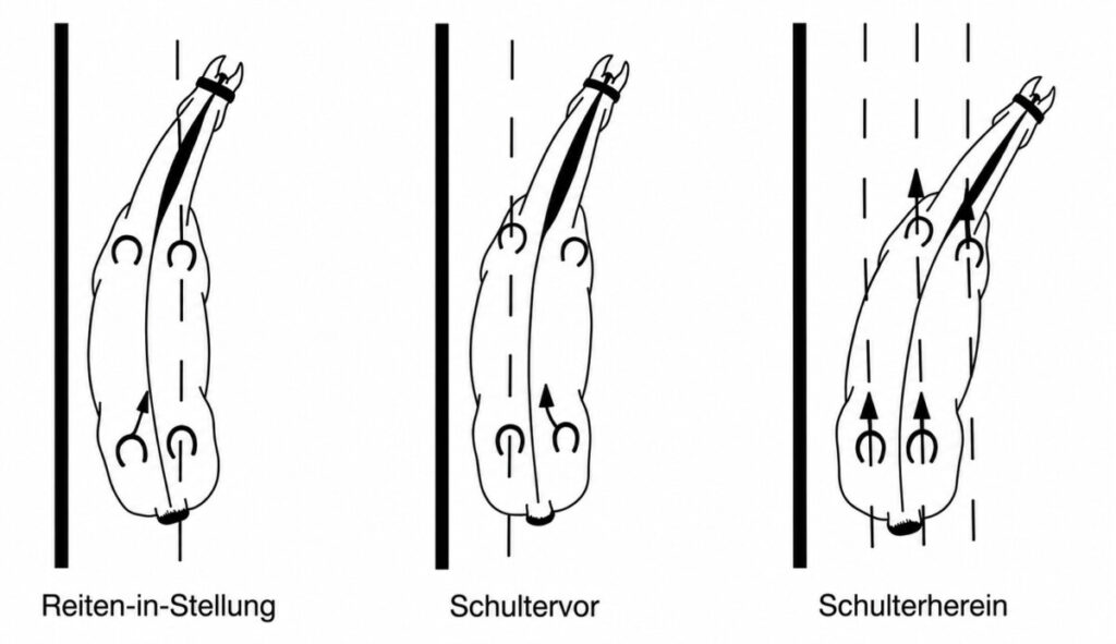 Stellung-Schultervor-Schulterherein-1024x591 Stellung-Schultervor-Schulterherein-1024x591