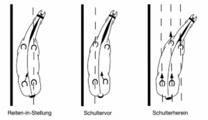 Stellung-Schultervor-Schulterherein-300x173  