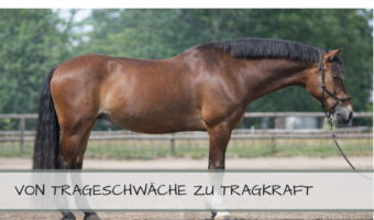 Zielbild tragfähiges Pferd