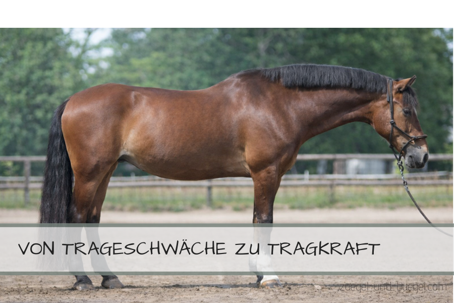 Zielbild tragfähiges Pferd